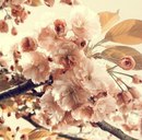 Вікуся Романюк фотография #5 (источник - https://vk.com/id167549660)