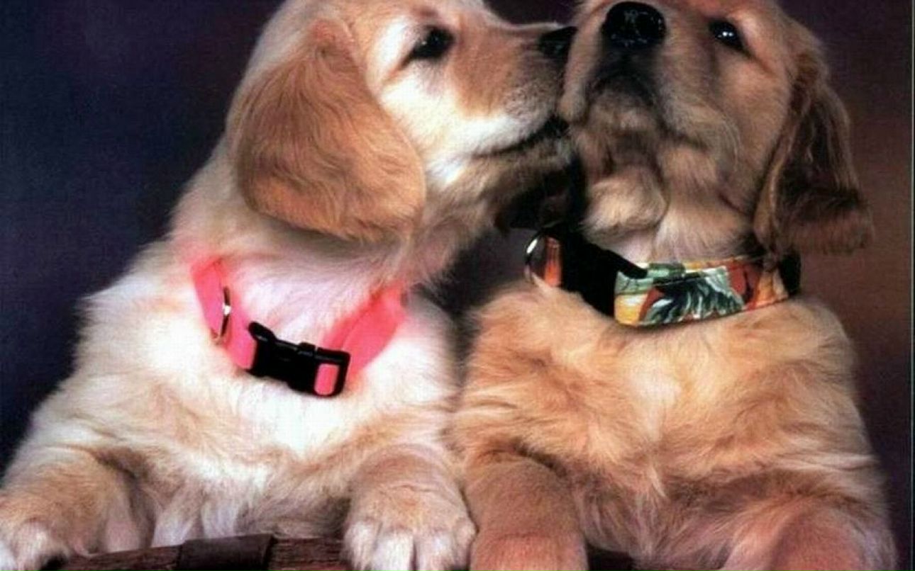 Дмитрий Полежаев фотография #19