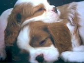 Аліна Босяк фотография #26 (источник - https://vk.com/id162508225)