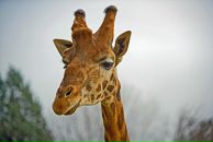 Фотография Самохваловой Юлии