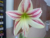 Лідія Лупина фотография #15 (источник - https://vk.com/id150296004)