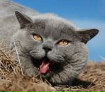 Фотография Лосевой Екатерины