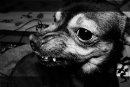 Андрей Черевко фотография #46 (источник - https://vk.com/id2717652)