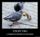 Володимир Іванець фотография #39 (источник - https://vk.com/id8035163)