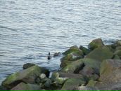 Мар'яна Дмитрів фотография #33 (источник - https://vk.com/id23412687)