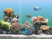 Фотография Королевой Анастасии