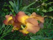 Ірина Бойко фотография #13 (источник - https://vk.com/id17100598)