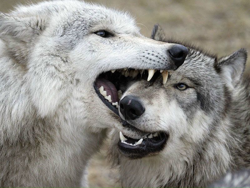 Софья Коваленко фото №15