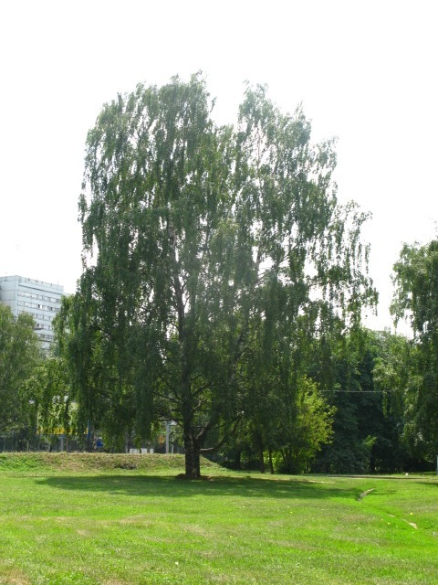 Eldar Wolf фотография #43