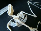 Фотография Countess Batty