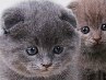 Софія Оверчук фотография #18 (источник - https://vk.com/id157340567)