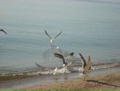 Галіна Харко фотография #30 (источник - https://vk.com/id25403111)