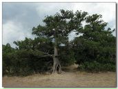 Олег Вілігурський фотография #30 (источник - https://vk.com/id14782698)