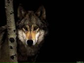 Фотография Григорьева Дмитрия