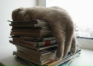 Фотография :) Ромки