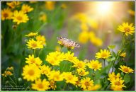 Анастасія Гвоздецька фотография #7 (источник - https://vk.com/id71190700)