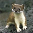 Фотография Рыжовой Анастасии