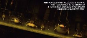 Александр Емец фотография #37 (источник - https://vk.com/id2990927)