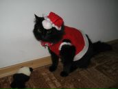 Тенёк ага ^^ фотография #4 (источник - https://vk.com/id3790448)