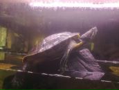 Фотография Карпина Андрея