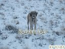 Kazakhy Tazy фотография #37 (источник - https://vk.com/id166144282)