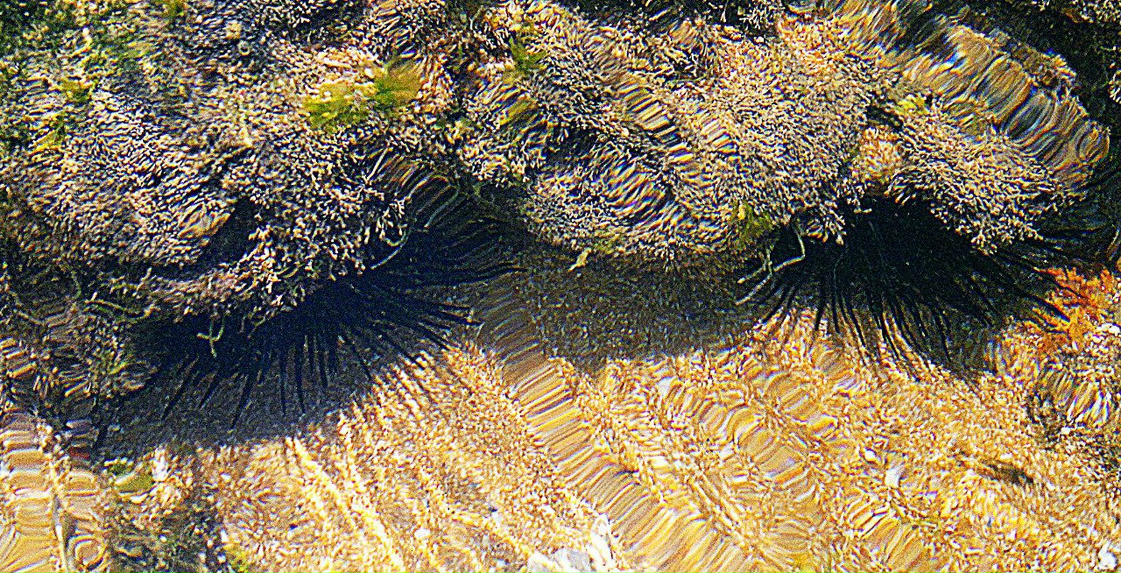 Эльдар Лойд фотография #17