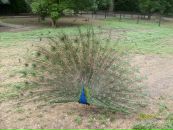 Євгенія Ковач фотография #15 (источник - https://vk.com/id103887027)