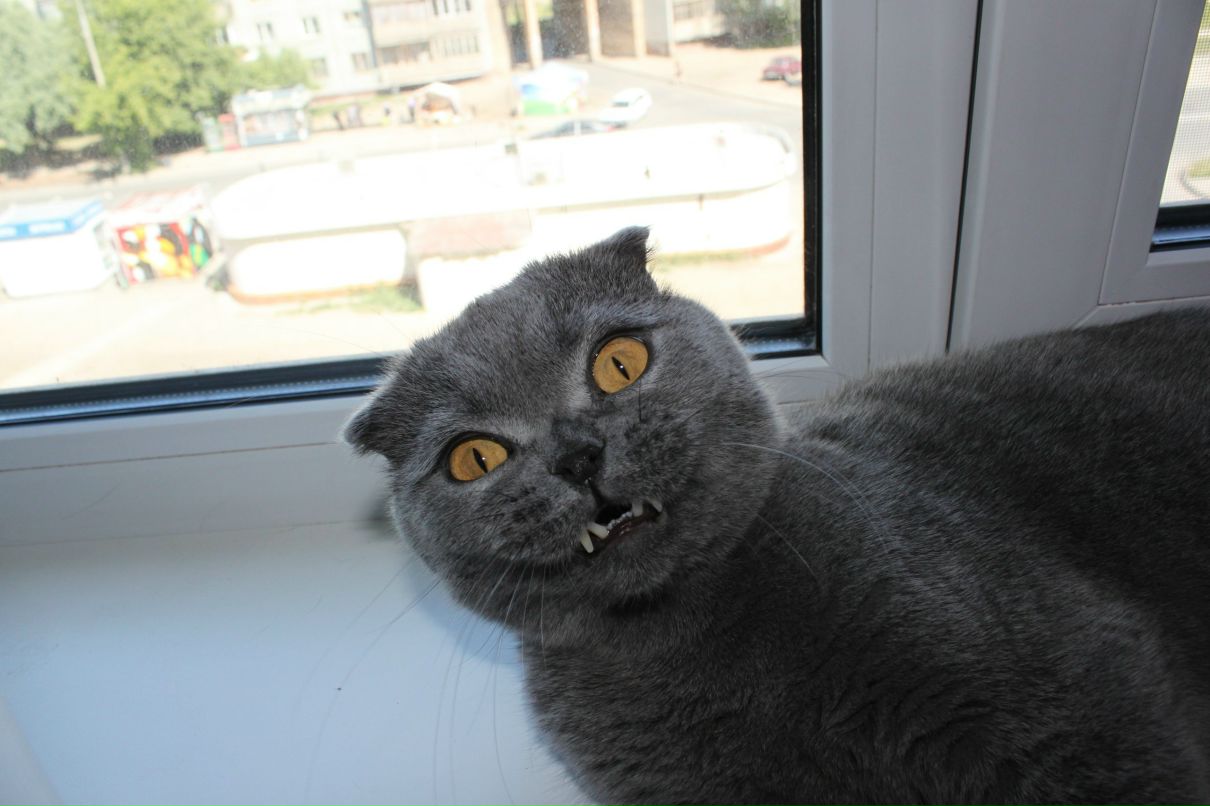 Дмитрий Клыга фотография #15