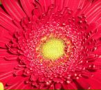 Фотография Гусевой Юлии