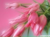 Іра Коба фотография #10 (источник - https://vk.com/id124817986)