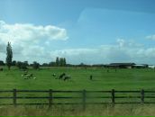 Ромул Рем фотография #28 (источник - https://vk.com/id4353335)