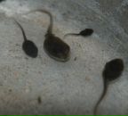 Илья Ткаленко фотография #39 (источник - https://vk.com/id1700512)