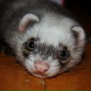 Фотография Лопатин Иван