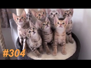 Приколы март 2017 №304