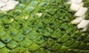 Snakes Tempter фотография #8 (источник - https://vk.com/id73834955)