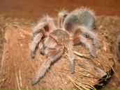 Фотография Батмановой Катерины