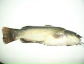 Іван Алмаші фотография #48 (источник - https://vk.com/id89643469)