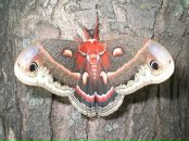 Muddy Lady фотография #36 (источник - https://vk.com/id4768656)