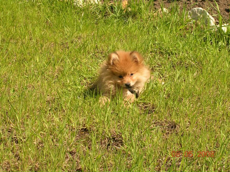 Виктор Голубенков фотография #31