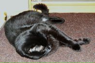 Макс Чорний Кіт фотография #12 (источник - https://vk.com/id57718258)