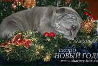 Фотография Чернобай Яны