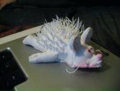 Фотография Лаврина Валентина