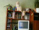 Люда Авраменко фотография #7 (источник - https://vk.com/id31746520)