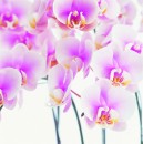 Романа Соболівська фотография #45 (источник - https://vk.com/id253729059)