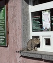 Ніна Корнат фотография #28 (источник - https://vk.com/id123230599)