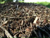 Сергій Терещук фотография #36 (источник - https://vk.com/id17399218)