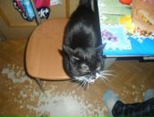 Фотография Гончарова Серёги