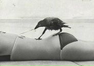 Anastasia Ozlu фотография #46 (источник - https://vk.com/id15210475)