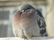 Фотография Виноградoва Ивана