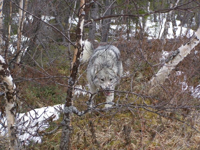 Дмитрий Некрасов фотография #13